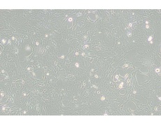 小鼠細(xì)胞系