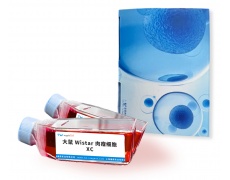 大鼠細胞系