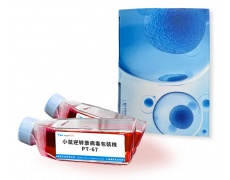 小鼠細胞系