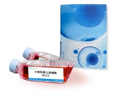 小鼠細胞系