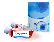 小鼠細胞系