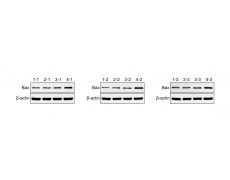 分子病理
